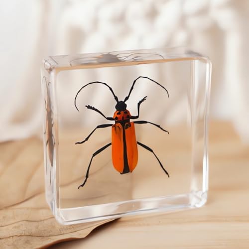 Image of Bulk 20pcs Taxidermy Insects, Bug Specimens in Resin Preserved, Science Educational Classroom Specimens, Clear Acrylic Sealed for Closer-Look & Study, Unique Amazing Great Gift (1.5x1.5x0.55-inch)