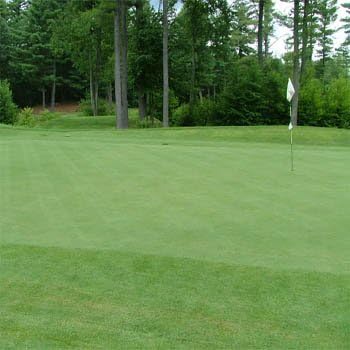 Nu Penn Creeping Bent Grass - 5 LBS