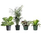 Thorsen's Greenhouse Live Pet Safe Houseplants (4 Pack), Easy to Grow, Pet Friendly & Non-Toxic, Grower's Choice Bundle, 4-inch Diameter Established Plants, Nursery Pot (4-Pack)