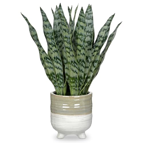 Hollyone Fake Snake Plant 13.5 Inch Large Artificial Snake Plant Potted with Ceramic Pot Faux Sansevieria Plant for Home Office Room Indoor Decor Housewarming Gifts