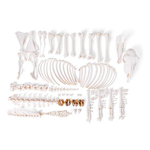Image of 3B Scientific GmbH T300361mU Sheep Skeleton, m, Disarticulated