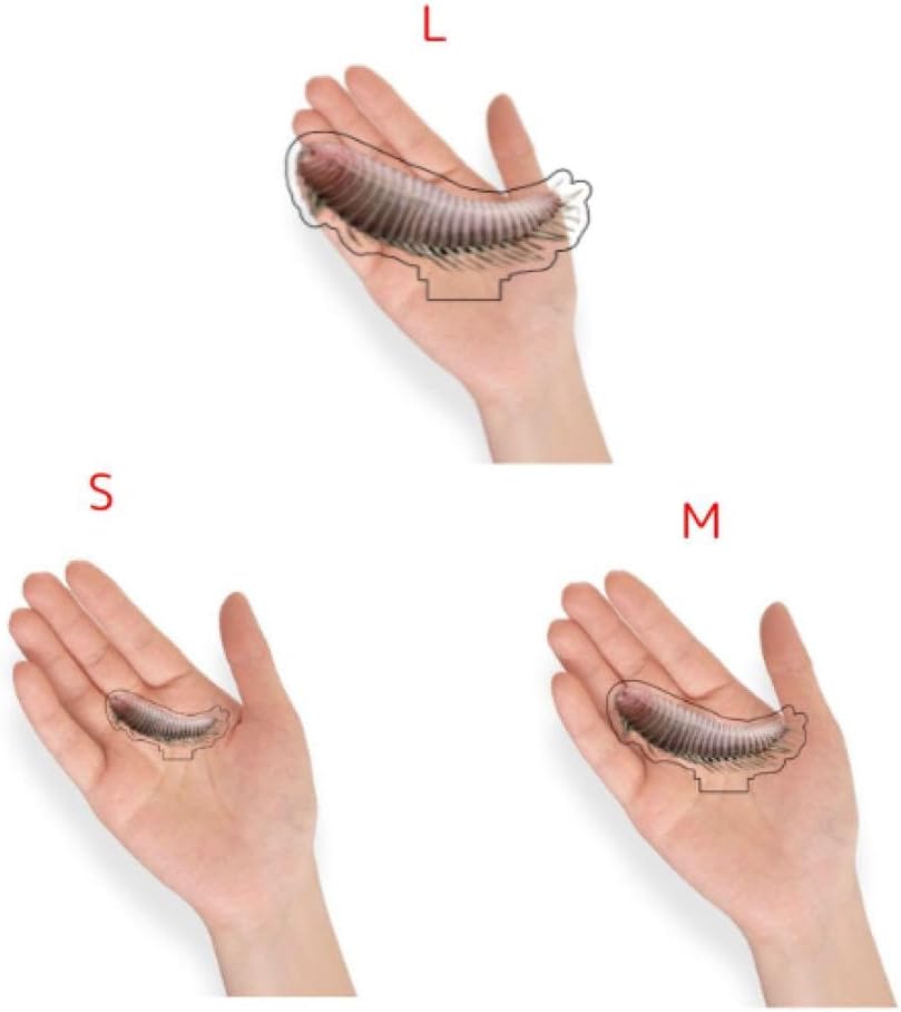 フィジー産 ゾウムシ 16mm 世界一のゾウムシ Macrochirus praetor