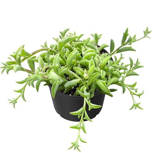 Sprout N Green String of Dolphins