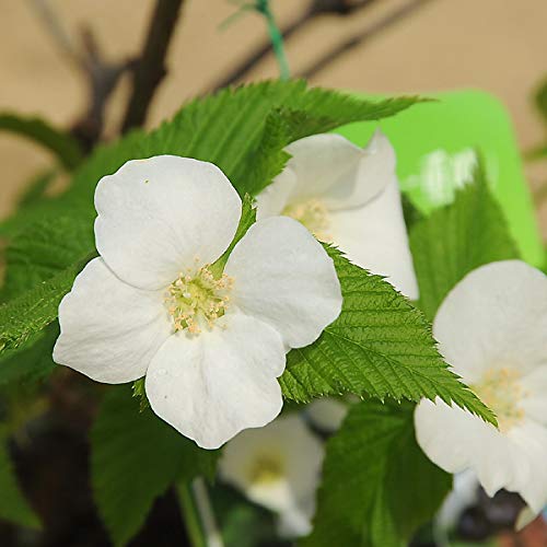 Amazon | 庭木：シロヤマブキ（白一重・根巻）* | 植木