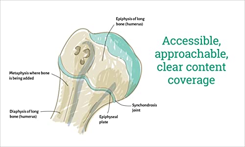 Visual Learning: Human Anatomy: An illustrated guide for all ages (Barron's Visual Learning) - Image 4