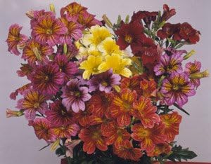 Salpiglossis Royale Casino Mix 100 Semillas