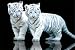 Large 35x23 inch White Tiger Cub Poster