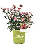Premier Plant Solutions 21308 Star Series Rose Coral Knockout, 3 Gallon