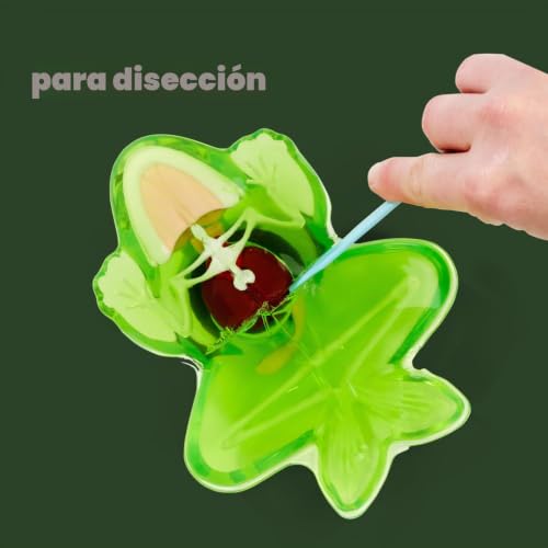 Rana para diseccionar de 16 cm Simba Scout con órganos para aprender anatomía sin cortes 2