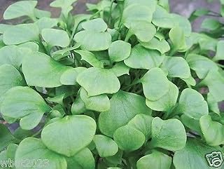 Miner's Lettuce~1,000 Seeds, Claytonia Perfoliata, Cold-Hardy Salad Green !