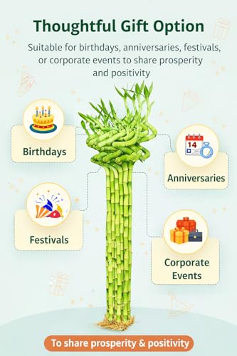 Image of Pot's & Plant's Spiral Lucky Bamboo Live Plant 90cm Dancing Sticks Indoor Air-Purifying Plant for Home & Office Decor Feng Shui & Vastu Good Luck Plant with Growth Booster (6 Stalks, 1 Bundle)