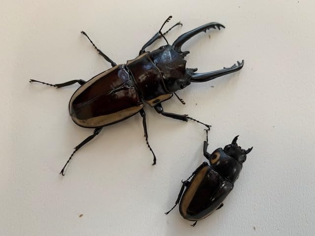 Amazon | 【DDA】最大亜種 ビソン・ノコギリ 成虫 55〜70mmUP ペア