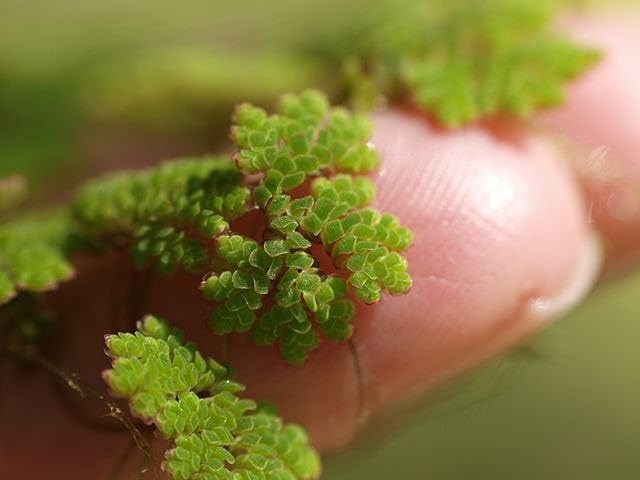 Aquatic Live Floating Aquatic Fern for Fish Tank and Organic Farming Supplies (1400 Live Healthy Plant Seeds)-image-26