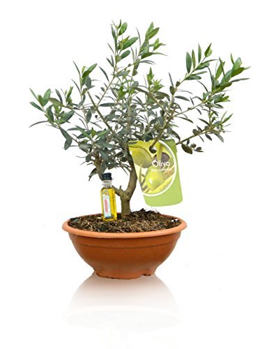 2 OLIVOS PRE-BONSAI NATURALES - Regalo 2 botellitas de aceite de oliva