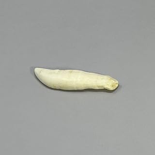 Killer Whale Tooth Replica - Buy now