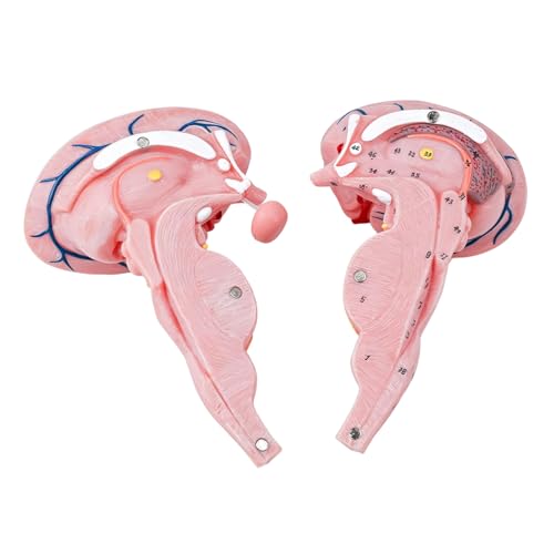Modelo anatómico de tallo cerebral humano ideal como herramienta educativa