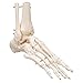 3B Scientific A31 Foot Skeleton w/portions of Tibia-Fibula - 3B Smart Anatomy