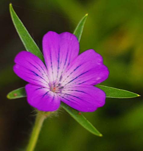 100g Ancient British Meadow Wild Flower Rare Grasses 70/30 Mix Mix 71 by Pretty Wild Seeds 70% Meadow Grasses 30% Wild Flowers