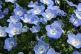 1oz Baby Blue Eyes Flower Seeds Nemophila menziesii (16,000 Seeds)