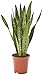 Produktbild AIRY Bogenhanf (Sansevieria Zeylanica)  Luftreinigende Pflanze  Topf-Ø ca. 17cm, Höhe mit Topf ca. 70cm  Zimmerpflanze in gärtnerischer Qualität  Sicherer Pflanzenversand  Deutsche Gärtnerei
