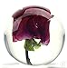 Dynasty Gallery FloraCulture Paperweight RED Rose