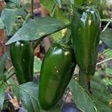 Generic Biker Billy Hot Peppers Seeds (45 Seeds)
