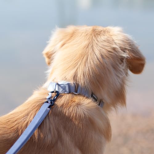 Hyhug Martingale Halsband M Grau | Fluchtsicher & rutschfest mit Zugstopp - Robustes Nylon für Training & Spaziergänge - Ideal für kleine & mittelgroße Hunde