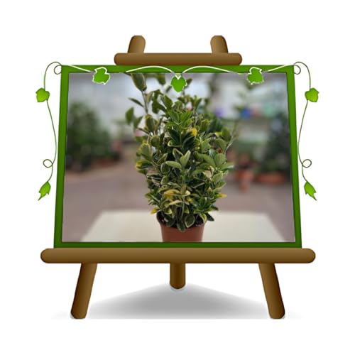 EURO PLANTS VIVAI Euonymus Japonicus Aureus Pianta da Siepe Bassa su Vaso 17 cm Altezza 30 cm