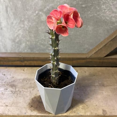 観葉植物 ハナキリン」の人気商品一覧 | 安い商品を通販サイトから探す