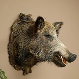 Wildschwein Europäischer Keiler Keilerkopf H 67 cm Haupt Kopf Präparat #.80
