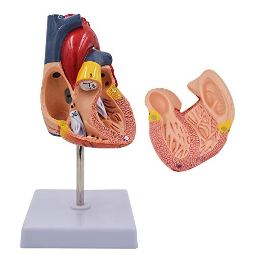 1: 1 Human Heart Model, Teaching Medical Model Anatomically Life Size Human Skeleton Anatomy for Science Classroom Study Display(Ship from The US)