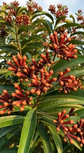 Image of Healthy Live Laung Plant | Clove Lavang Hybrid Variety | Outdoor Spice Plant Pack of 1
