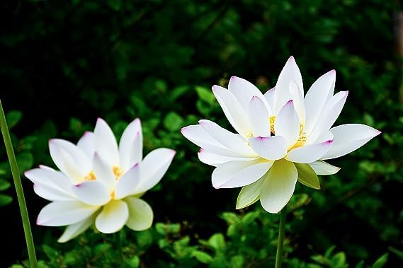 Image of GO GREEN Lotus plant LIANG LI MICRO LOTUS Organic Water Lilies Lotus Bowl Aquatic Plants Flower Easy from tuber, Bonsai Planting Pond Indoor Outdoor Decor (White Puff)