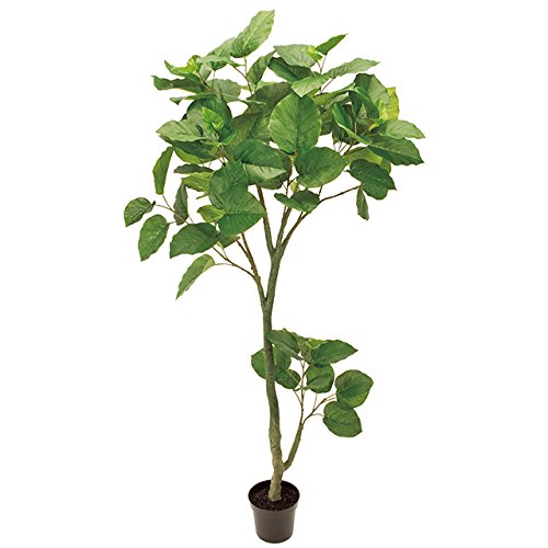 Amazon｜【人工観葉植物】【ウンベラータ】【高さ180cm】【代引き