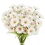 White Daisy