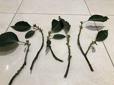 Amazon.com : Avocado Tree Cuttings 5 Scions Fresh Cut Fruit Rare MHWK64 :  Patio, Lawn & Garden