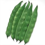 種 野菜たね マメ インゲン モロッコ（つるあり） 1袋（30ml） / 国華園 25年秋商品