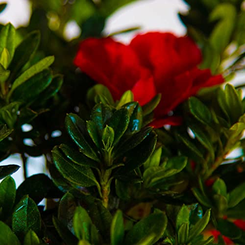 Encore Azalea Autumn Fire (2 Gallon) Red Double Blooms Flowering Dwarf Evergreen Shrub - Full Sun Live Outdoor #TOP2