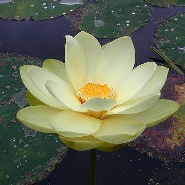 Image of Very Beautiful All SeasonYellow Water Lotus(Pack Of-2) /Water Kamal /Water Lily Plant (TUBER) Original Hybrid Veriety Blloming With In 30 Days For Outdoor & Indoor Live Plant.
