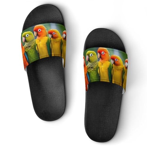 Colour of Conures House Sandals Non-Slip Bathroom Slippers Beach Summer Shoes for Men Women