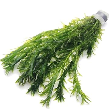 10 ELODEA DENSA Oxygenating Weed Live Pond Plant Water Aquarium Aquatic Plants Egeria K2aqua