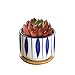 GeLive 3 Inch Ceramic Succulent Planter, Cactus Plant Pot, Flower Container with Bamboo Drip Tray, Indoor Outdoor, Set of 2 (Wave and Blue Flower)