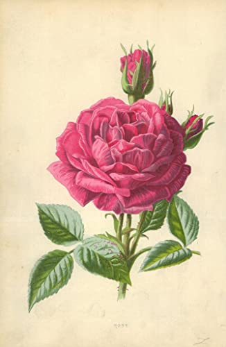 Nordique Peinture Pour la Décoration Art Floral Toile Rose 60x90cm