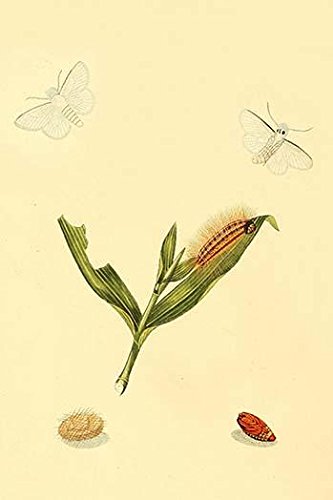 Surinam Schmetterlinge Motten & Raupen Posterdruck von Jan Sepp (24 x 36)