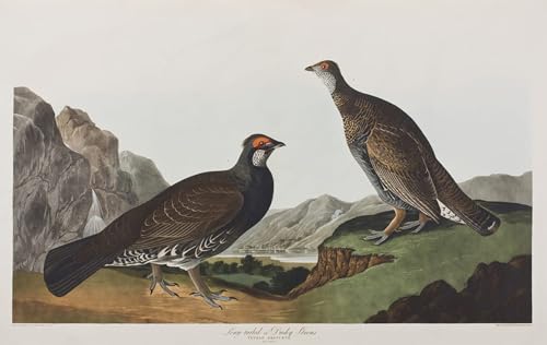 Illustration d'oiseaux d'Amérique de John Audubon - Poster 60x90cm
