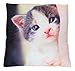 Bettwaren Cojines de 40 x 40 cm con Motivos de Animales para niños y Adultos, Cojines de Asiento, Almohadas, Cojines Decorativos con Oeko Tex Standard 100 (Gatito)