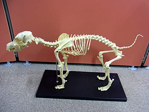 Amazon | イヌの全身骨格模型 レプリカ | 生物・動物・人体 | おもちゃ