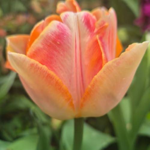 Votaniki Double Peony Tulip Crème Upstar Bulbs - Fragrant Blooms, Long Lasting Spring Beauty for Garden Beds & Borders | Perennial, and Easy to Grow (6 Pack)