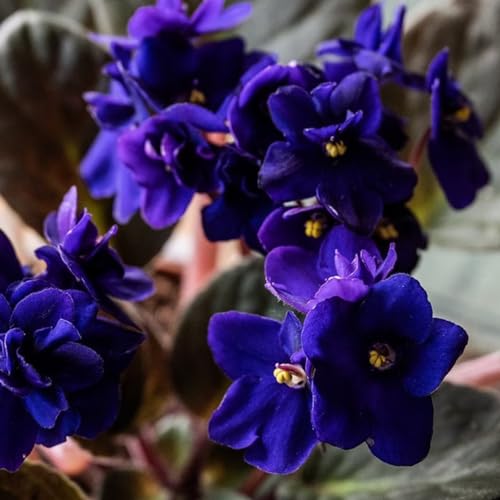 African Violets Live Plants Houseplants, African Violet Flower 4 Inches Pot, Live African Violet Plant Indoor (Dark Blue)