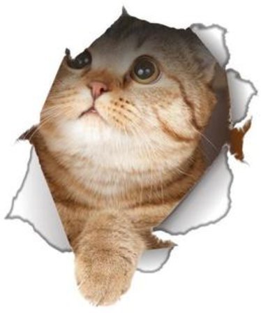 Winston & Bear 2 Pack - Global Decals 3D Cat Stickers - Cheeky Looking Up Cat Stickers for Wall, Fridge, Toilet and More - Retail Packaged
